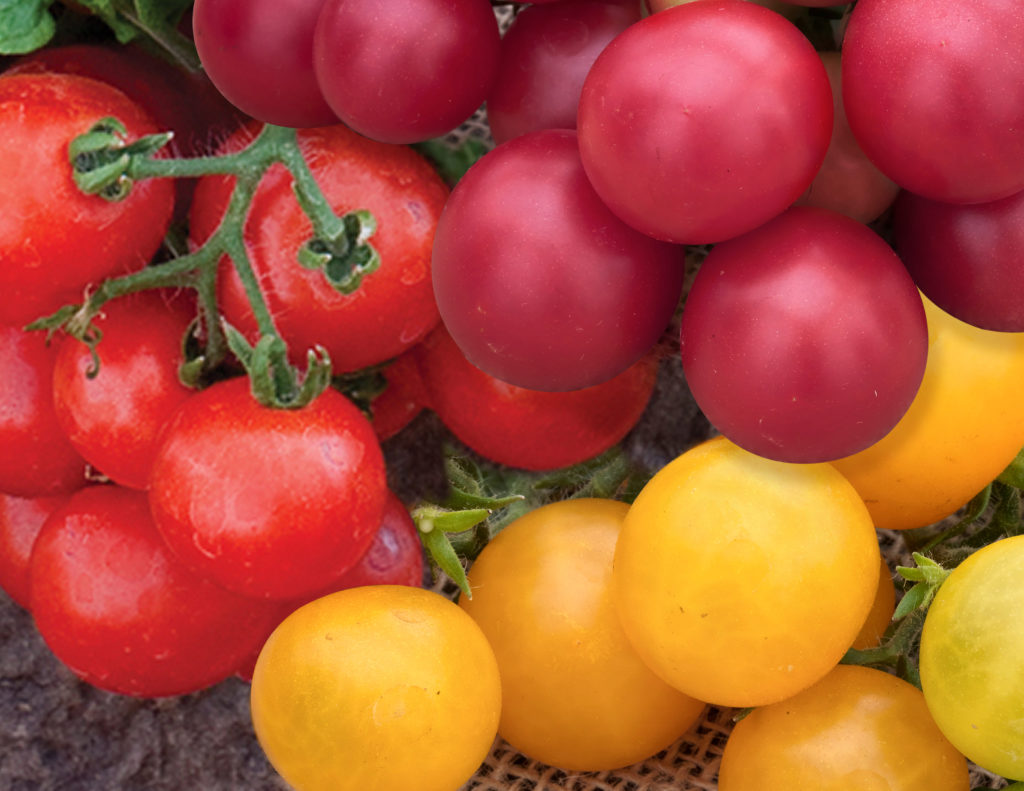 Little Birdy Series - Sakata Home Grown