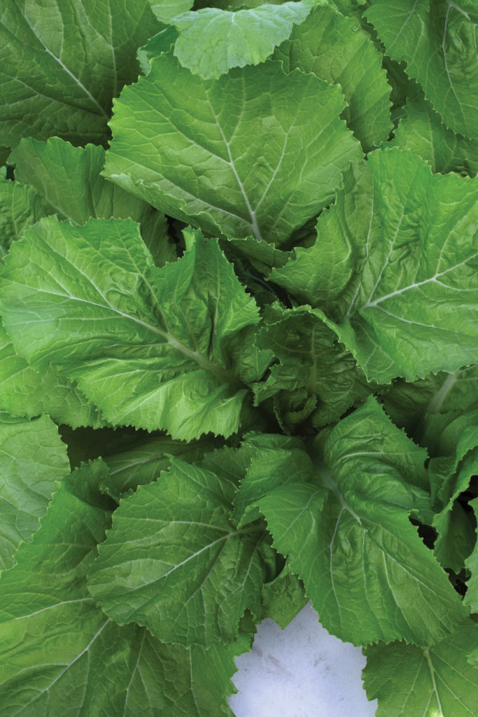 Florida Broadleaf - Sakata Home Grown