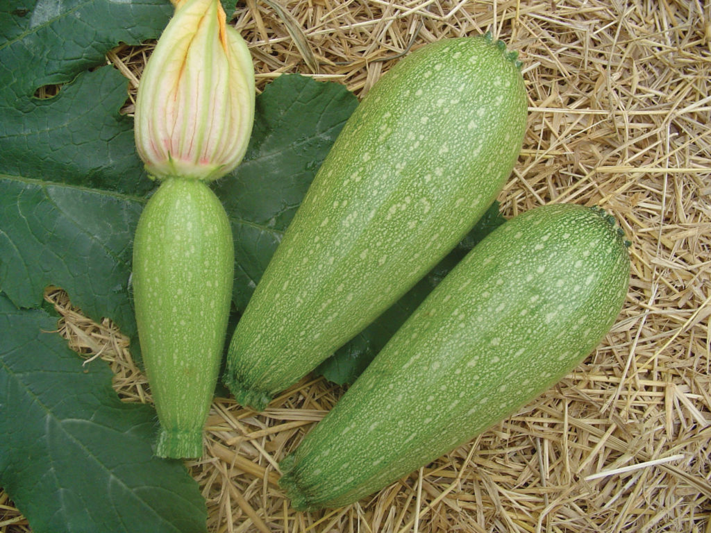 Squash Summer Lebanese Sakata Home Grown