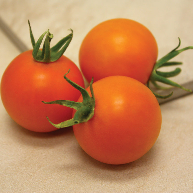 Optimax Hybrid Tomato Seeds 