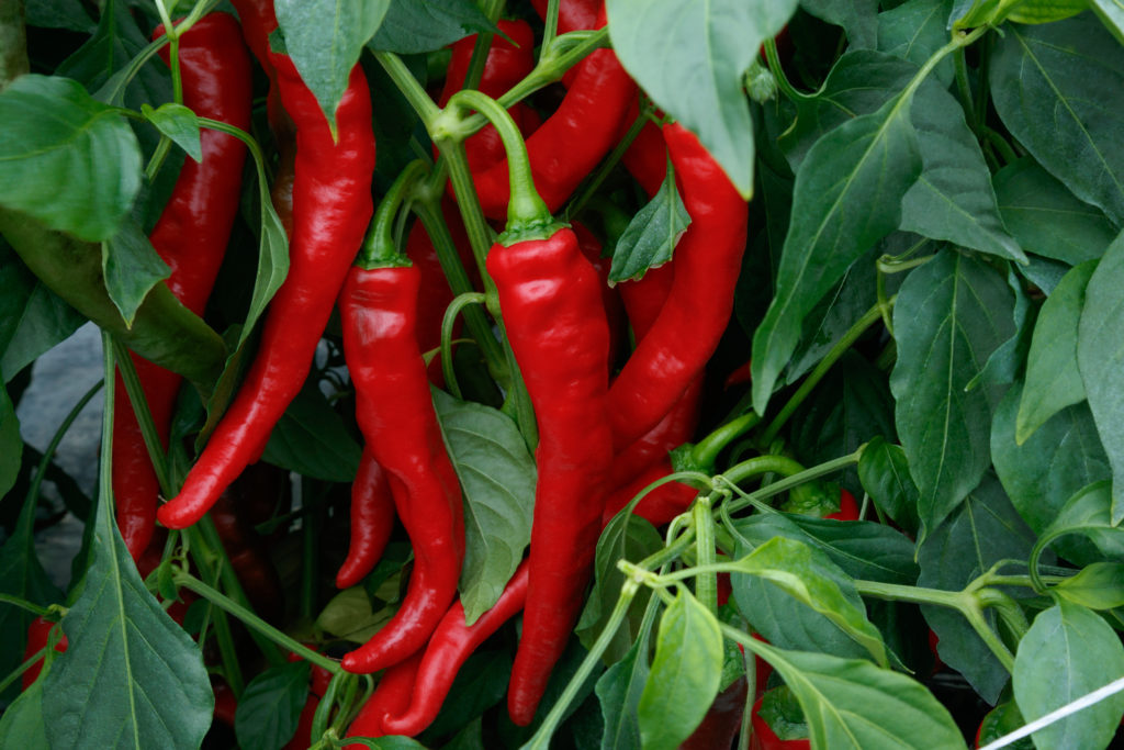 Pepper Hot Cayenne Sakata Home Grown