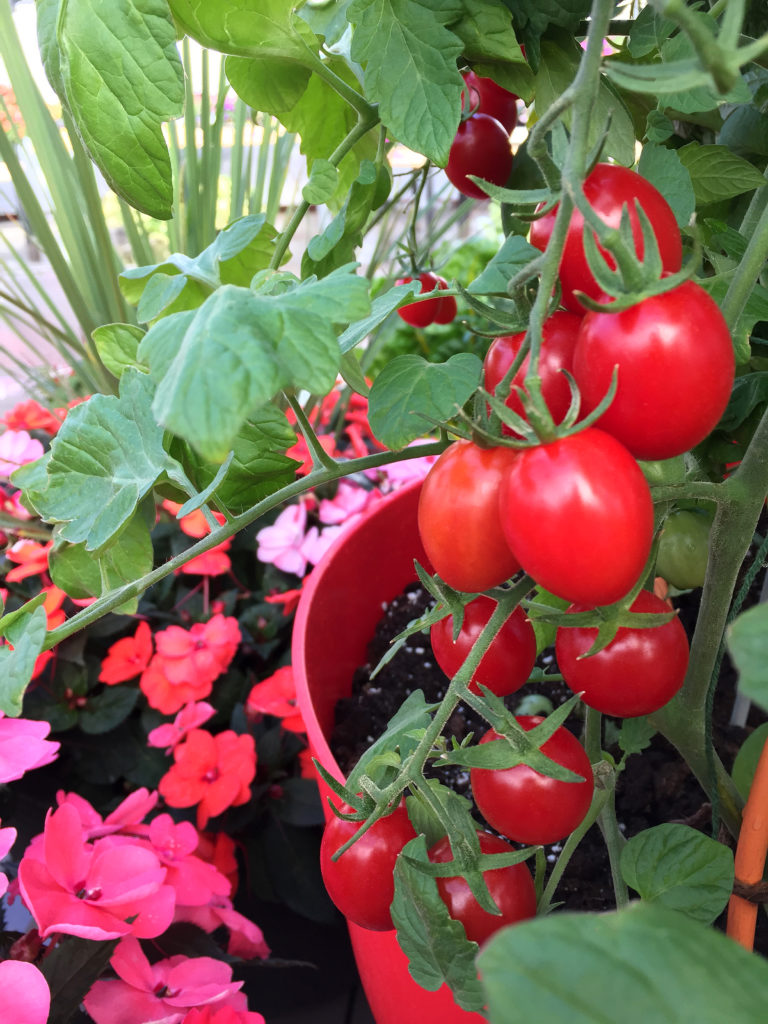 Ruby Crush Sakata Home Grown