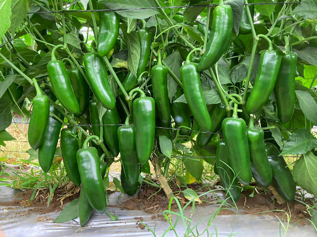 unicron-sakata-home-grown