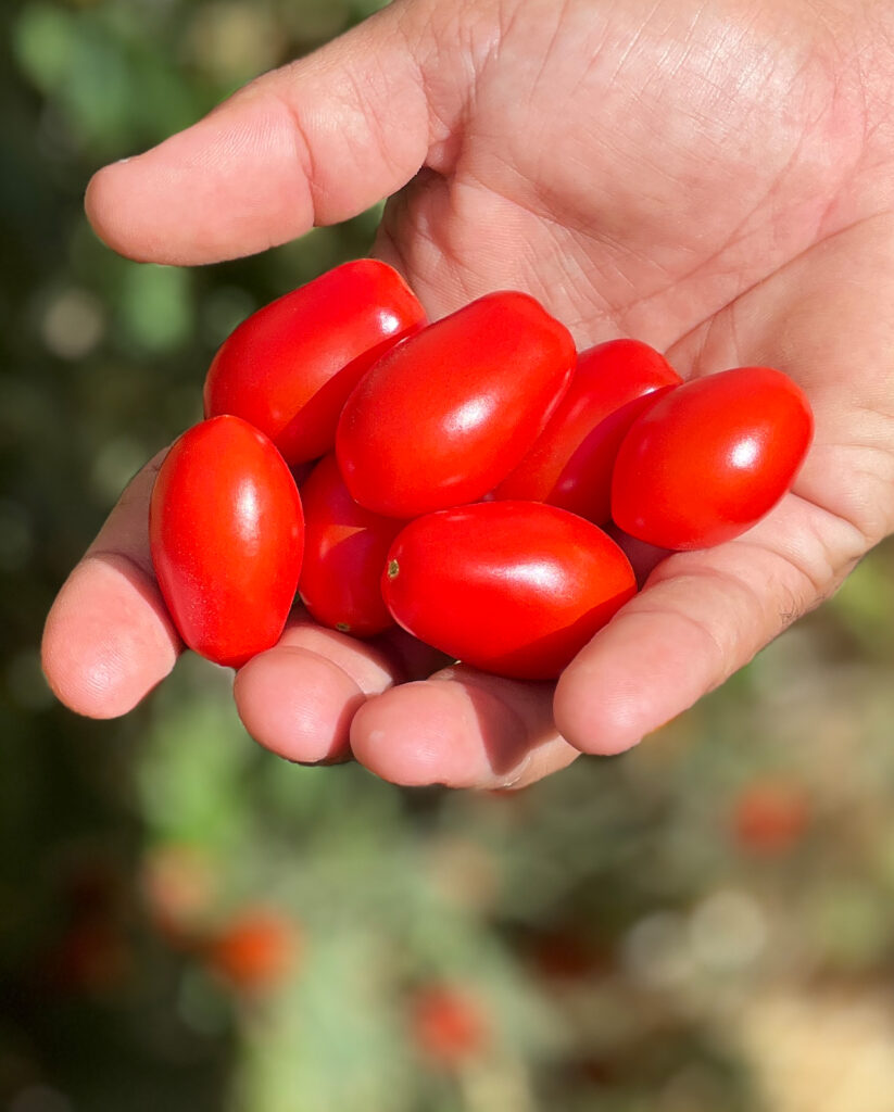 diamond-crush-sakata-home-grown